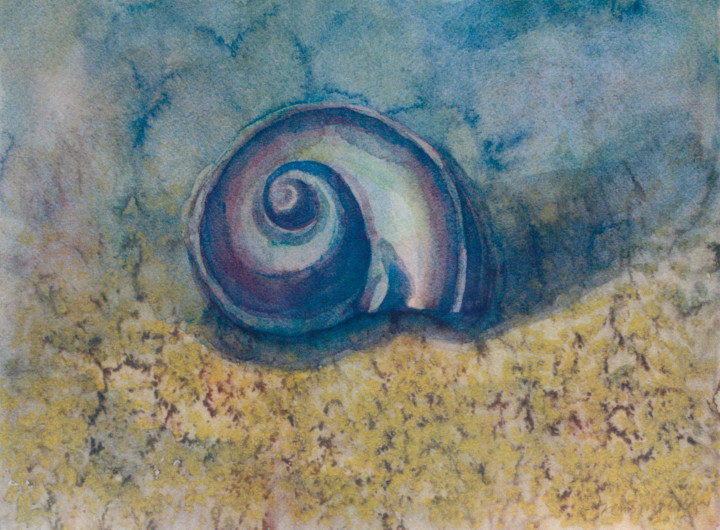 Große Meeresschnecke (II), Aquarell, 20158, Katalog Drechsler, Foto Hans Strehlow